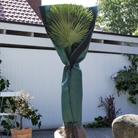 Ochrona pnia palmy Wysokość 145 cm, Ø do 35 cm)