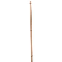 Rurka bambusowa - tyczka do roślin, nieobrobiona, Ø 12-14mm, długość 180cm