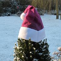 Gwiazdkowa czapka na rośliny, kolor bordowy